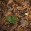 Autumn Leaves.jpg. Keywords: Andy Morley;